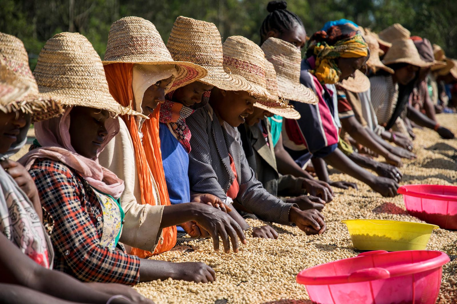 Women farmers wearing straw hats and scarves sorting grain in colorful plastic buckets.